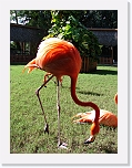 At_the _zoo (6) * 1536 x 2048 * (1.44MB)